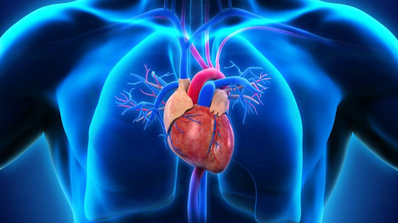 Introduction to Cardiology: Understanding the Heart and Its Health!
