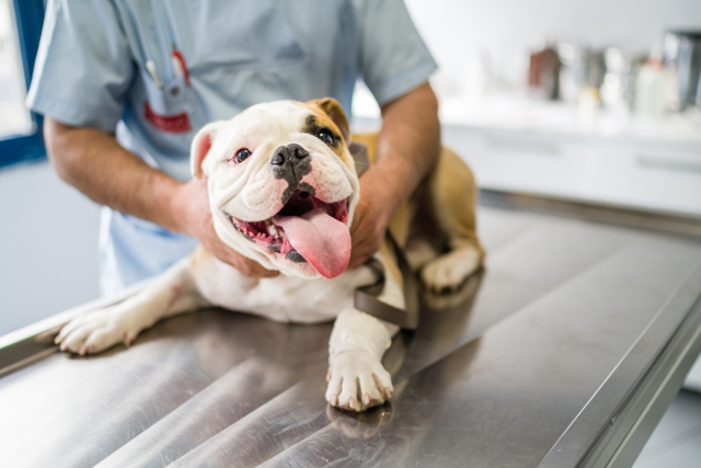 Common Pet Health Problems and Solutions: A Complete Guide to Keeping Your Pet Healthy